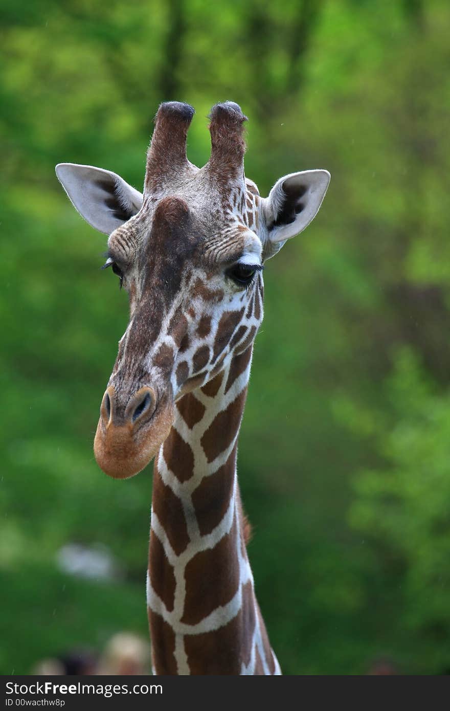 This giraffe is watching everything