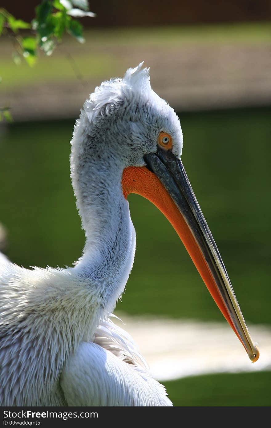 Pelican