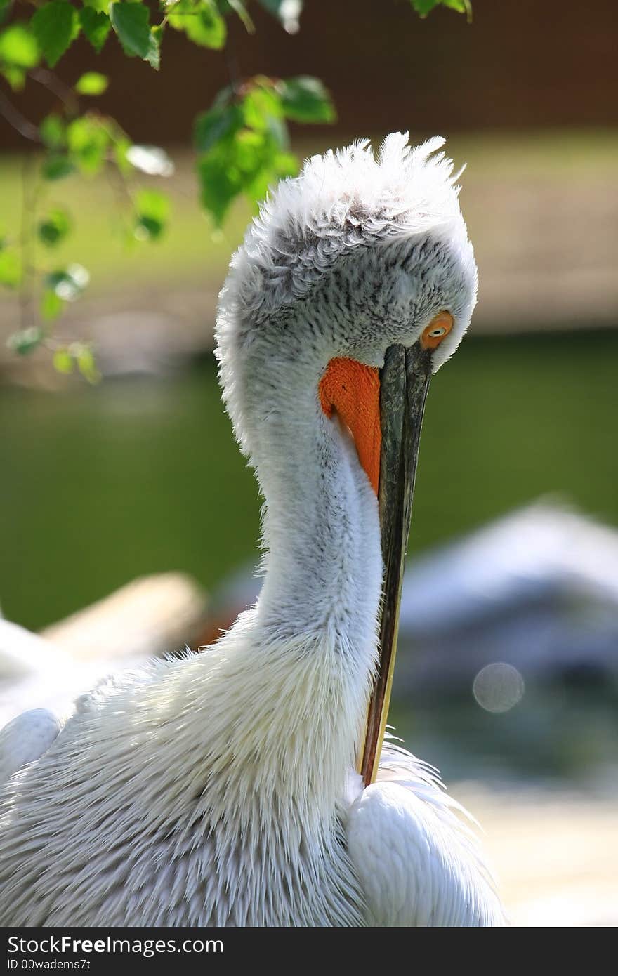 Pelican