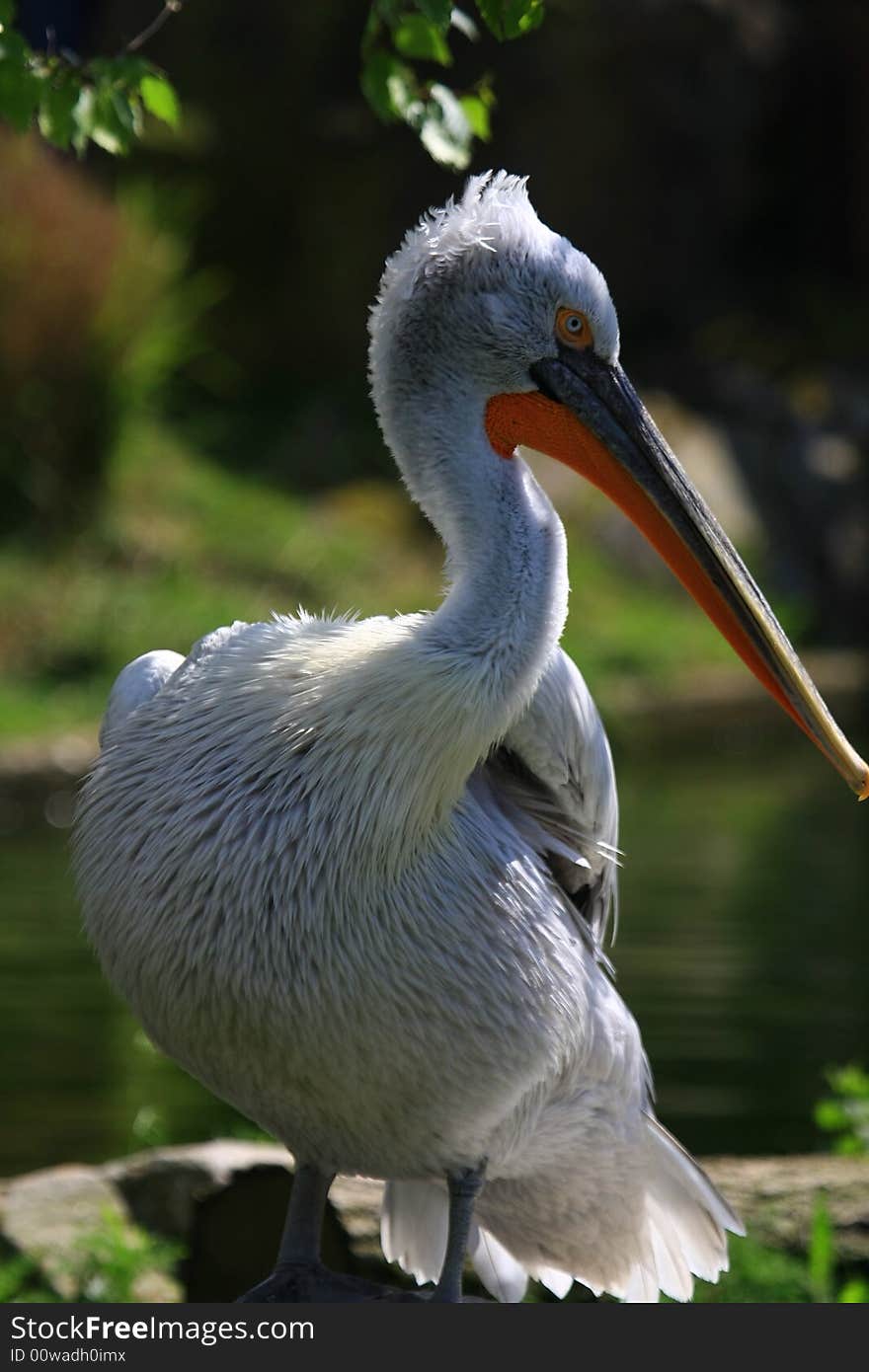 Pelican waiting for fresh fish