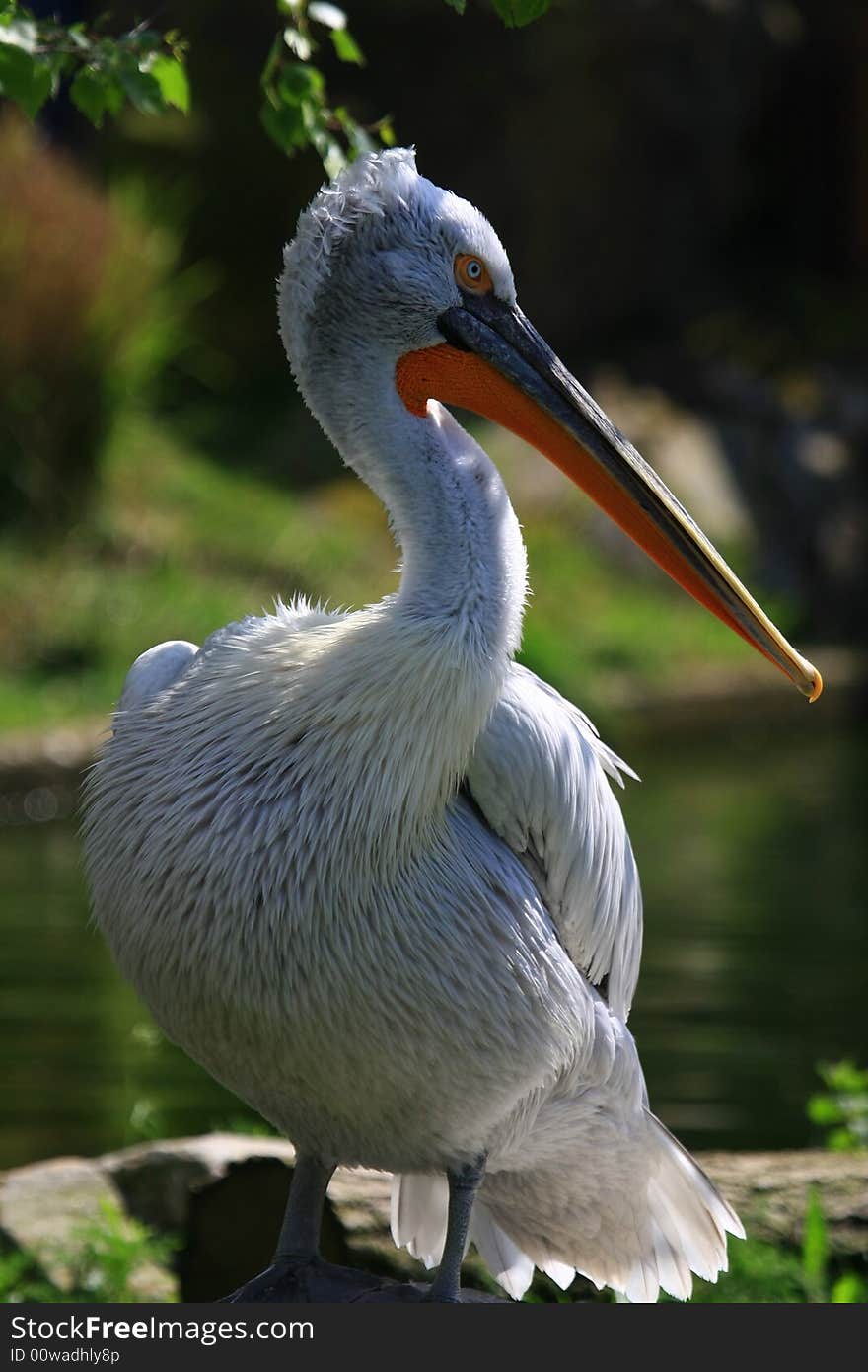 Pelican