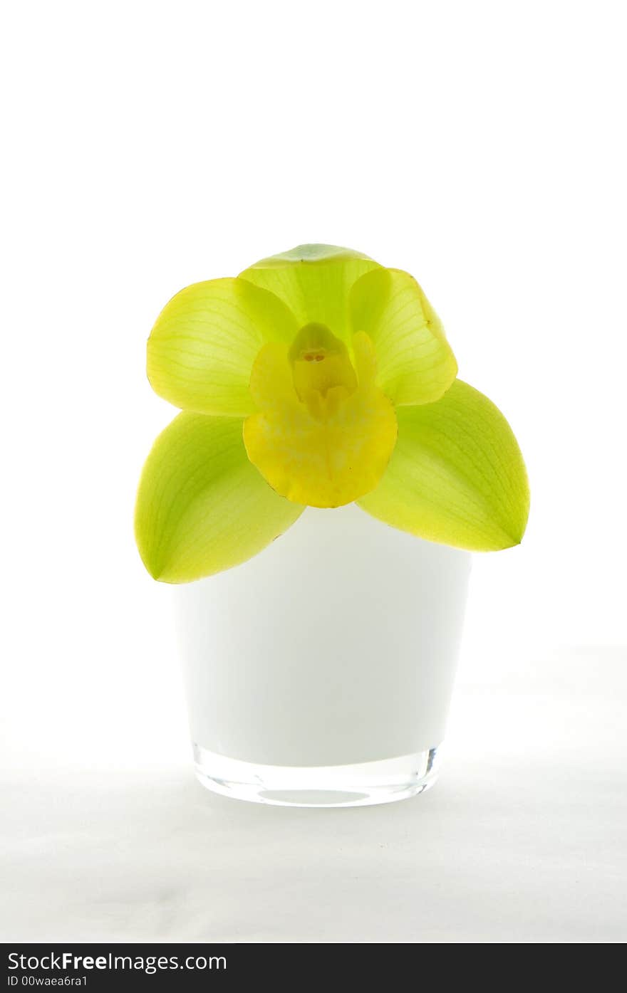 Beautiful orchid flower with vase