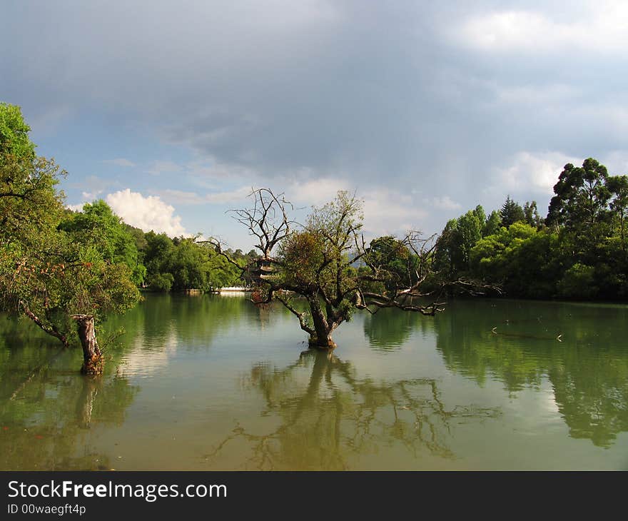 Lonely tree in black dragon lake. Lonely tree in black dragon lake