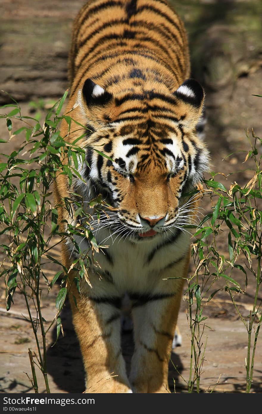 A large sibirien tiger in a zoo