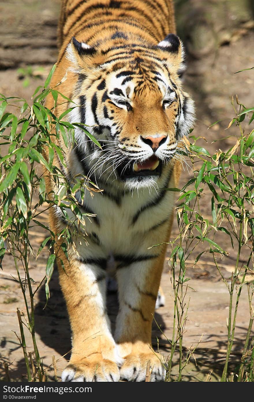 A large sibirien tiger in a zoo