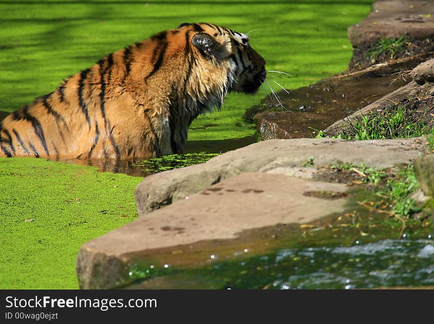 Impressions of a powerful tiger