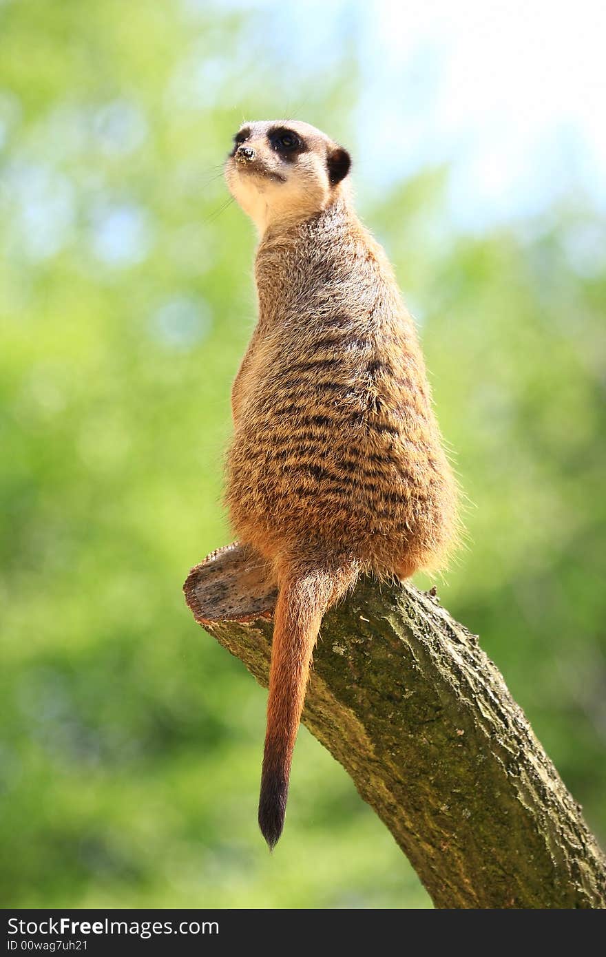 Meercat