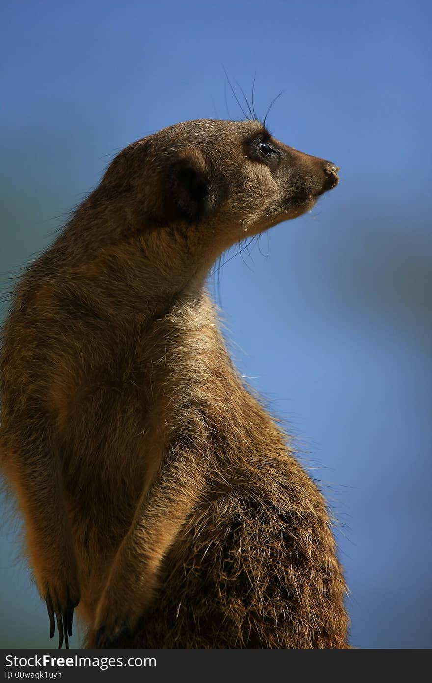 Meercat