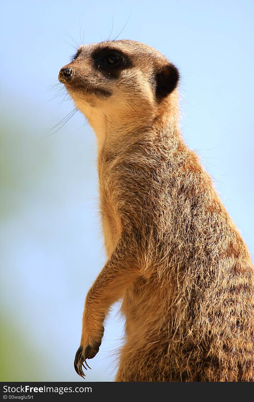 Meercat