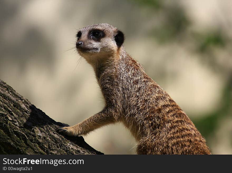 Meercat