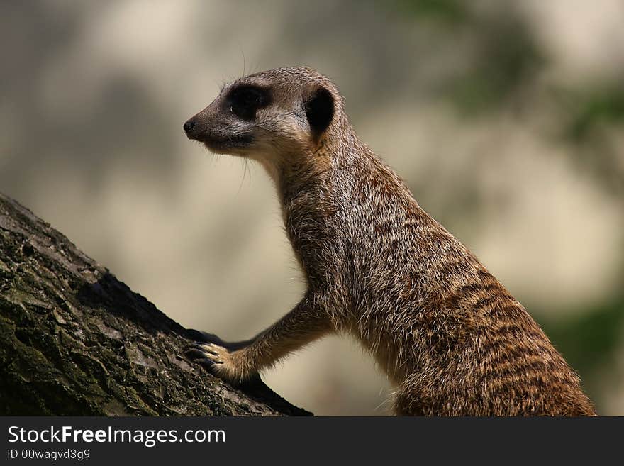 Meercat