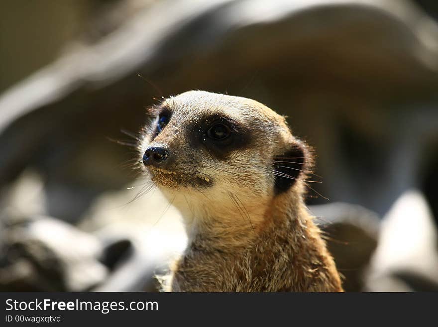 Meercat