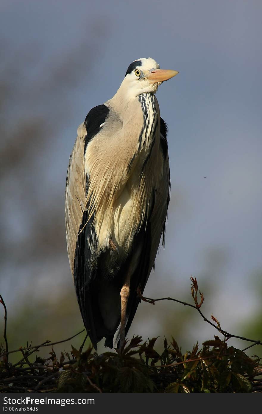 Grey-heron