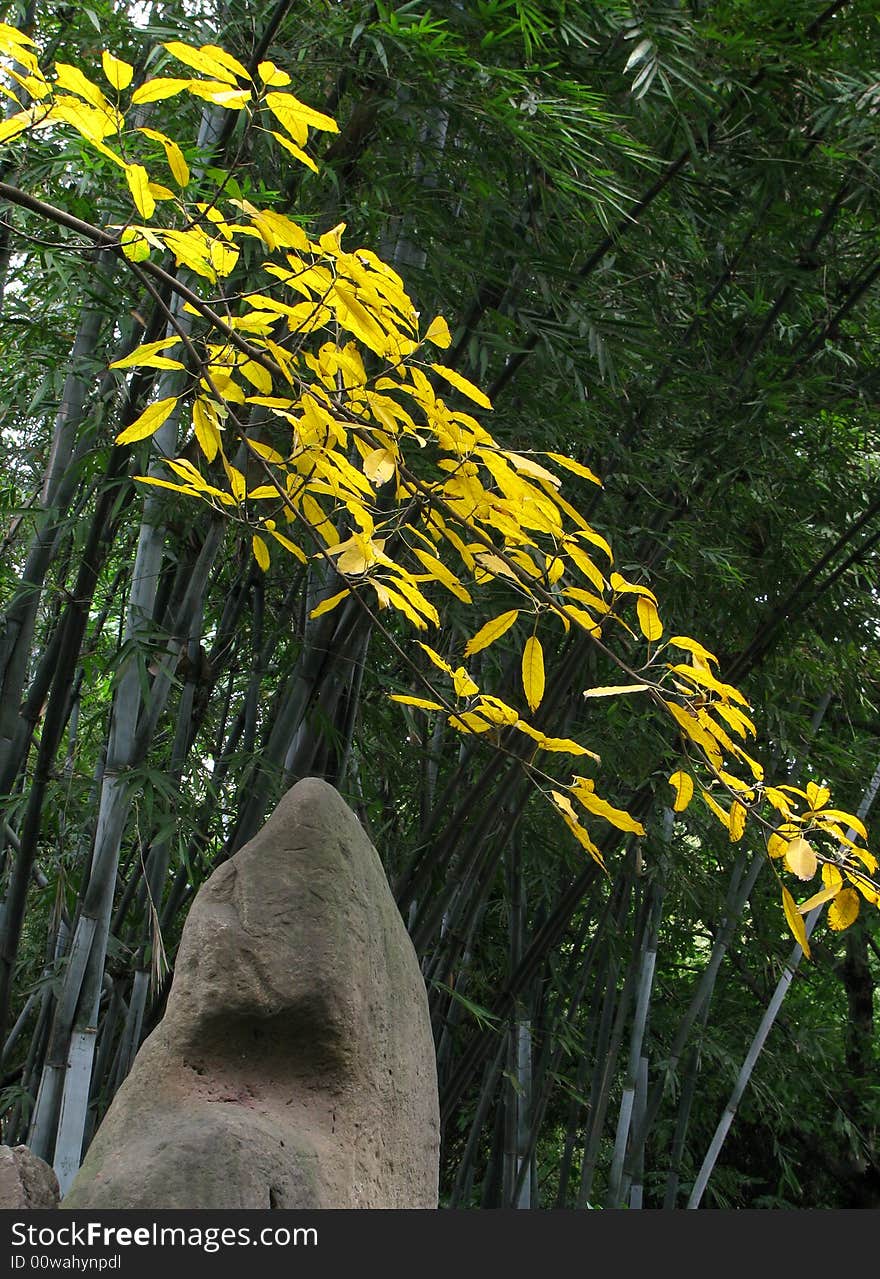 Yellow Leaf