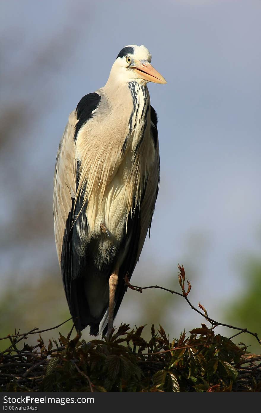 Grey-heron