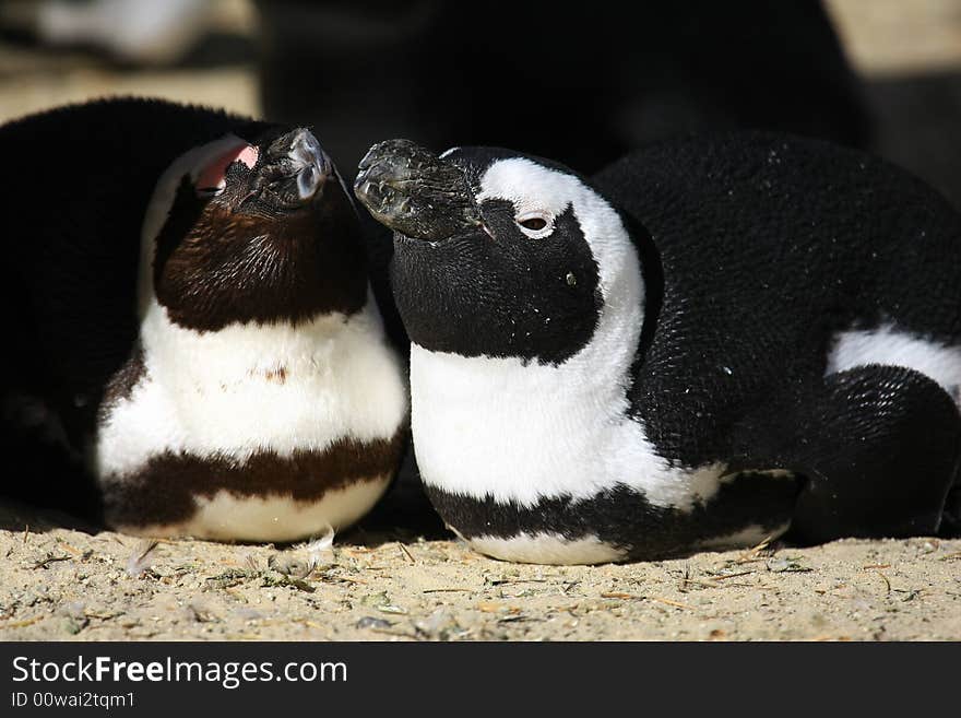 Brillenpinguin genießt die Frühlings-Sonne. Brillenpinguin genießt die Frühlings-Sonne