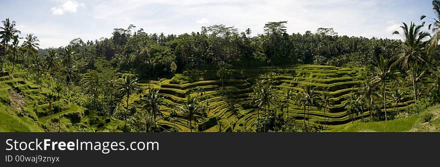 A panoramic view of the terrace rice paddy field in Bali, Indonesia