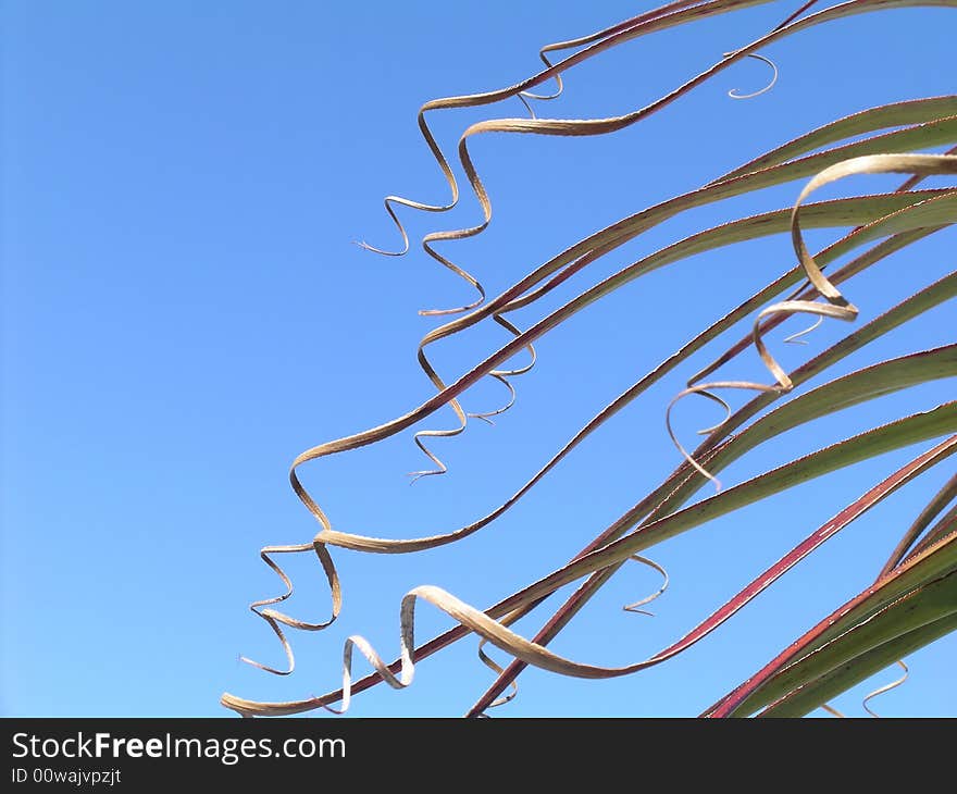 Curly leaves of the pandani tree with blue sky background. Curly leaves of the pandani tree with blue sky background