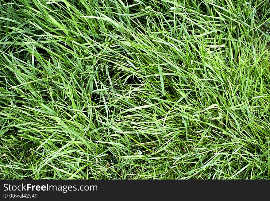 Closeup detail of texture in green grass lawn. Closeup detail of texture in green grass lawn