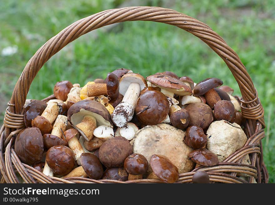 Fresh mushrooms in basket - vegetarian food.