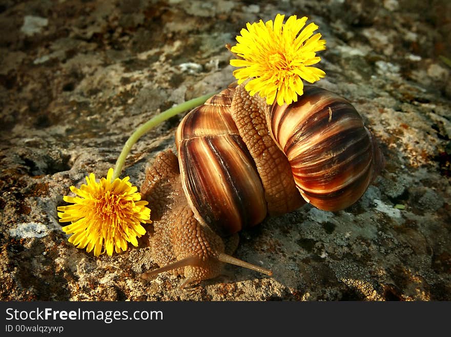 Two grape snails on the nature