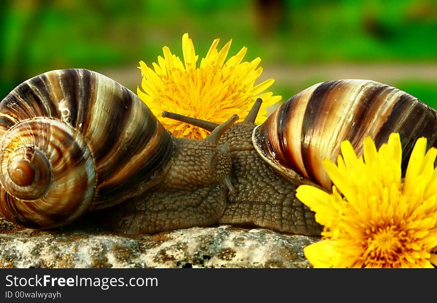 Two grape snails on the nature