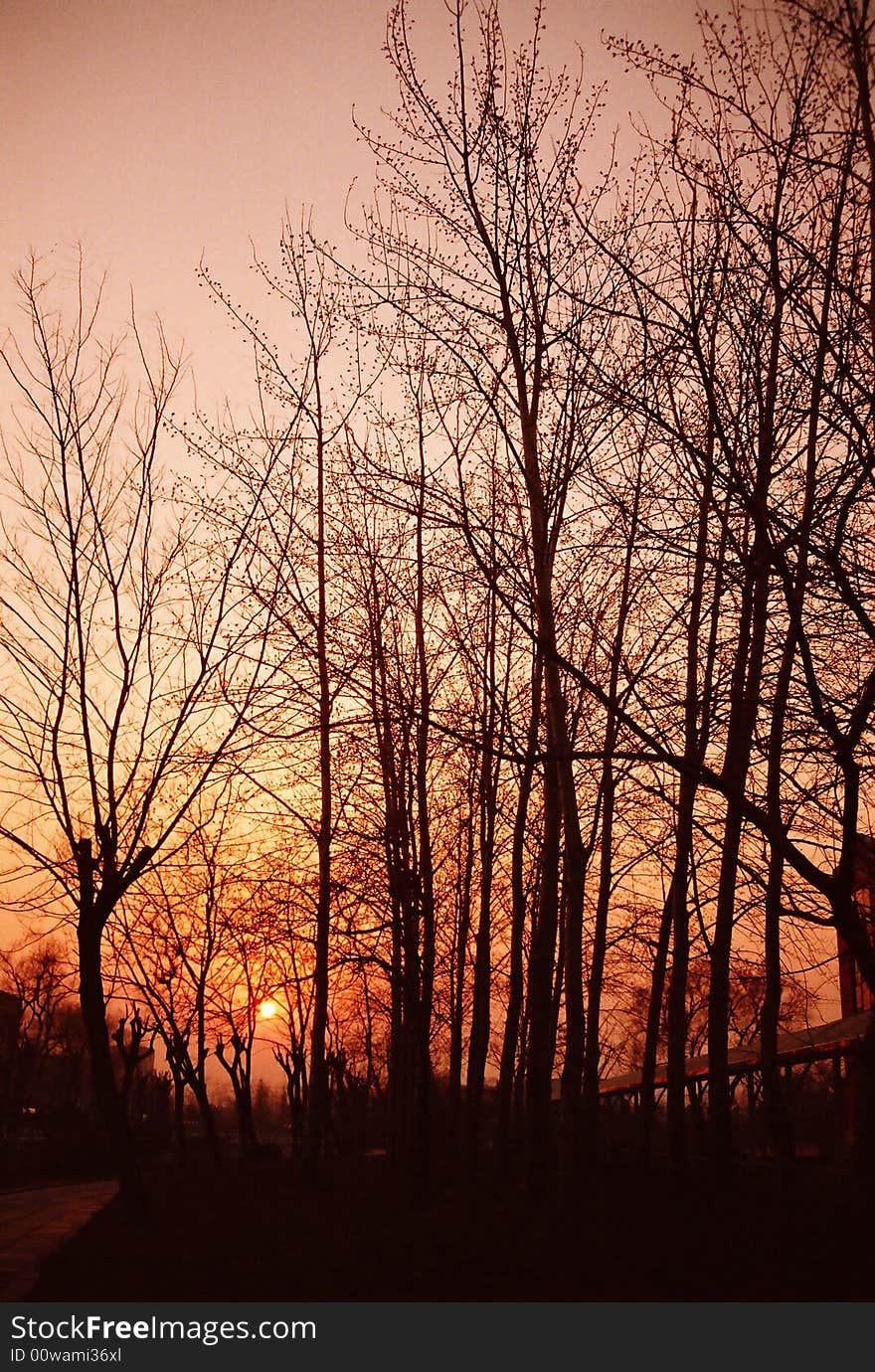 Sunset with tree silhouette. 
Film-scanned.