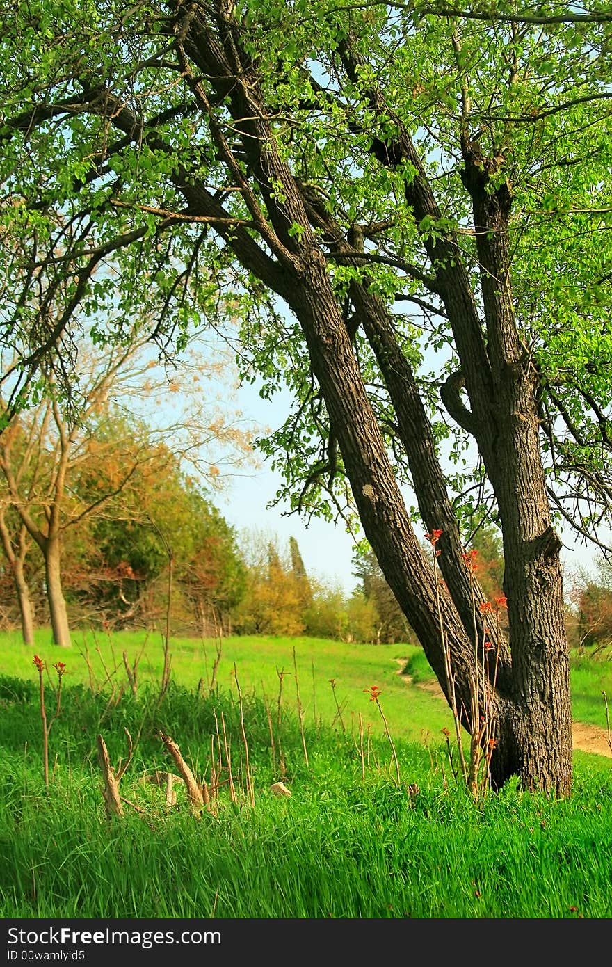 Series-spring flowers and trees close up