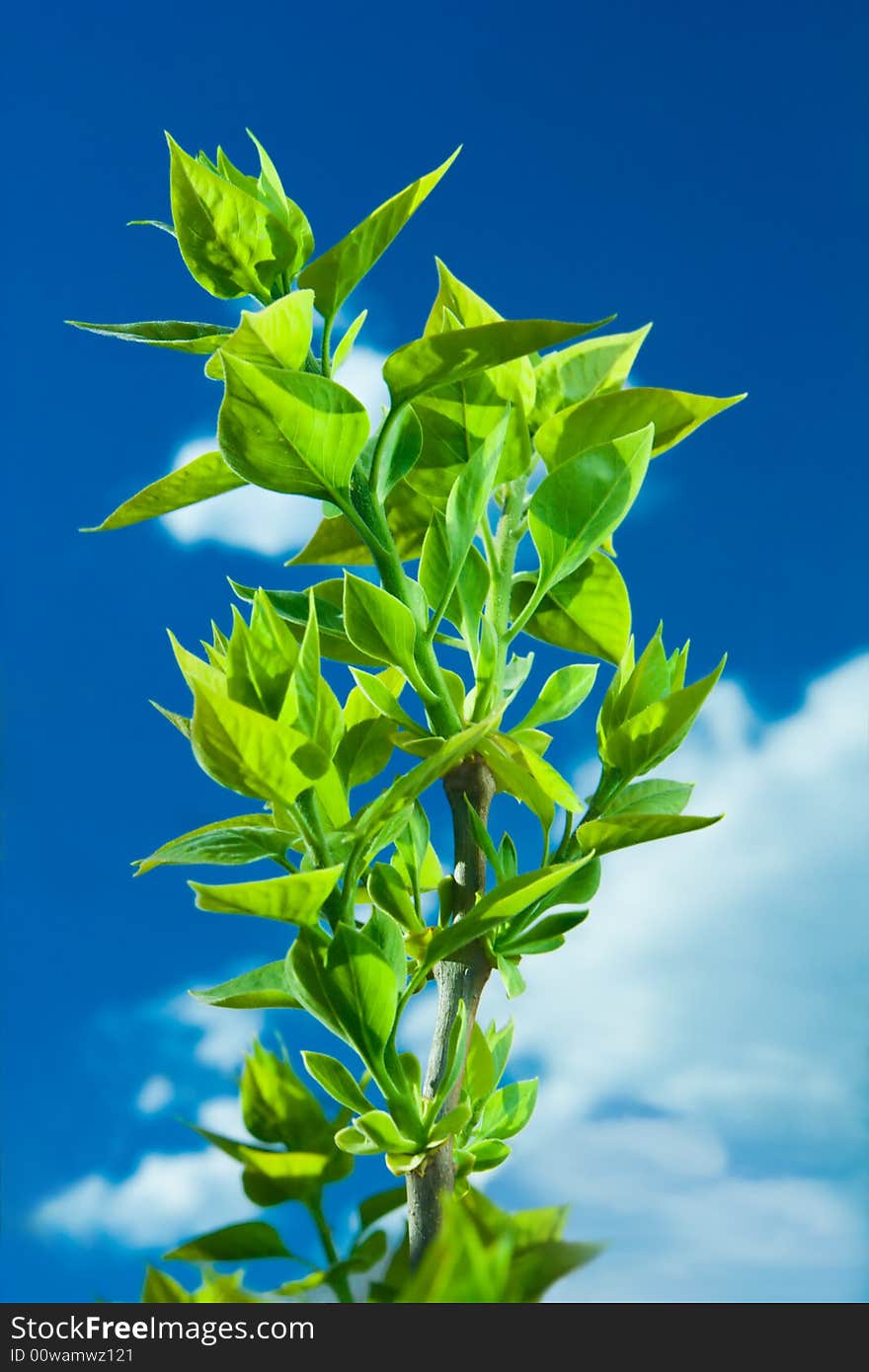 Close-up leaf of the sky