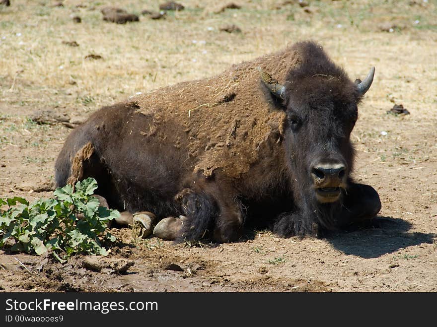 Buffalo or bison with shedding or molting fur laying down on dry brown earth