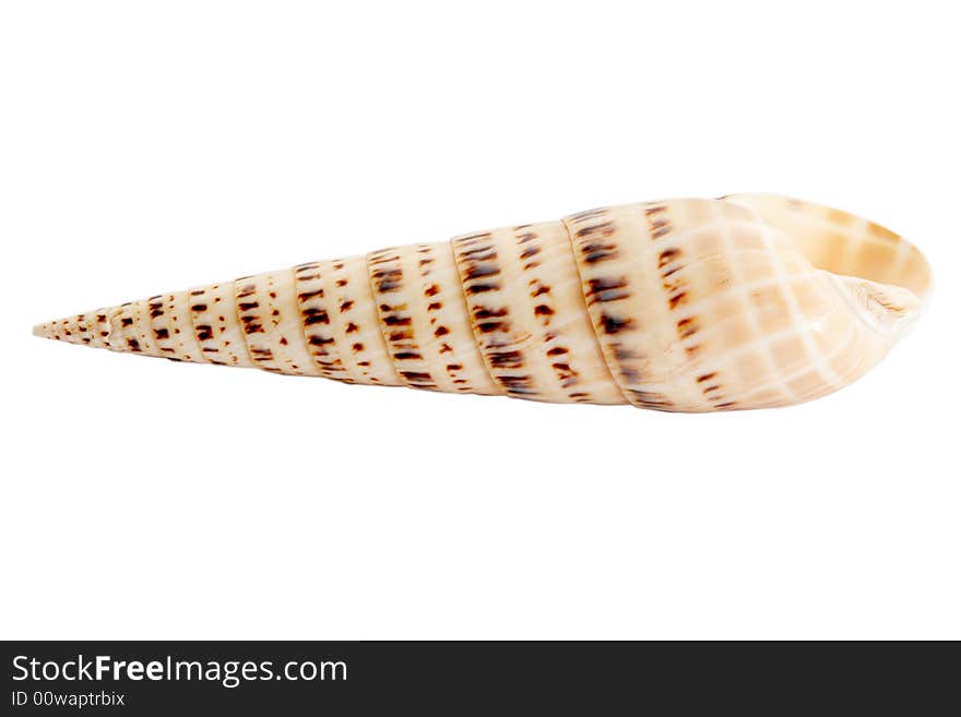 An image of isolated seashell. An image of isolated seashell