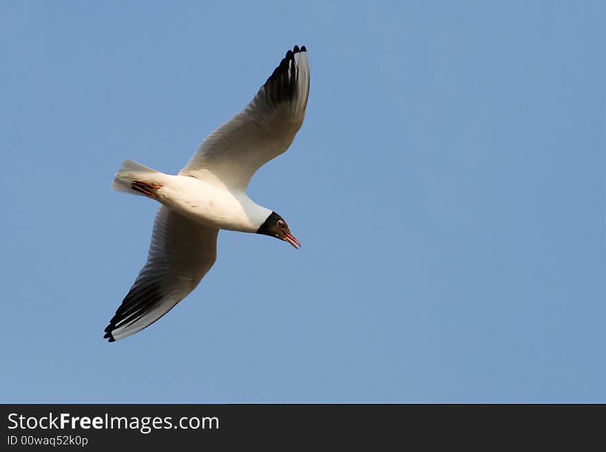 Flying Gull