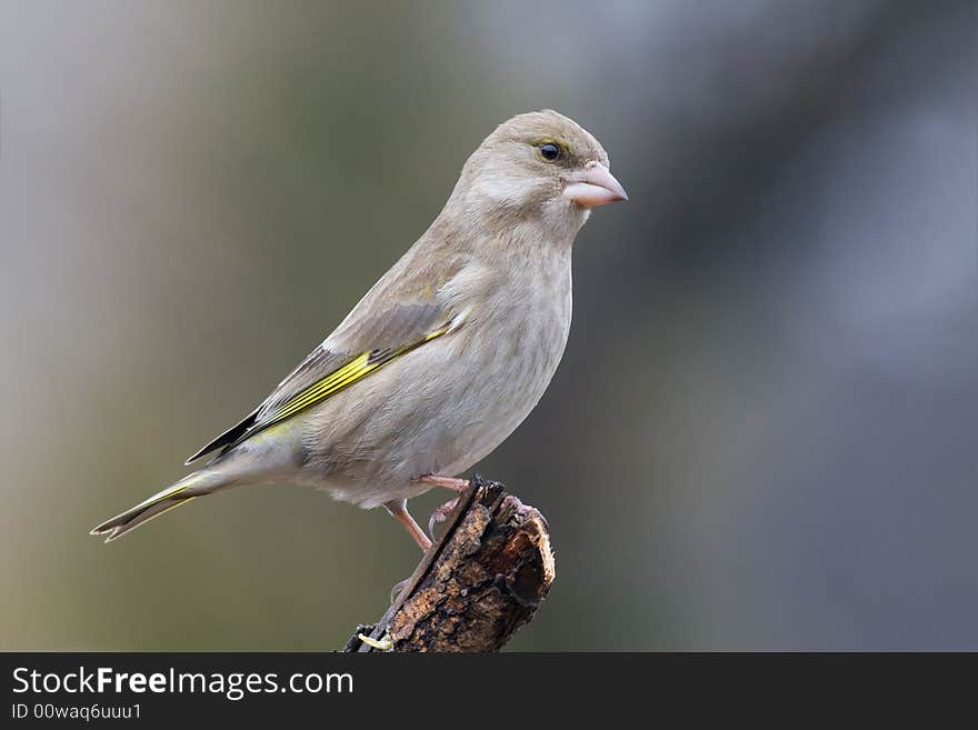 Greenfinch (Carduelis Chloris)1