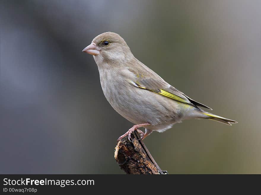 Greenfinch (Carduelis Chloris)1