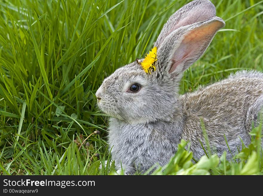 Grey brown rabbit eating clovers. Grey brown rabbit eating clovers