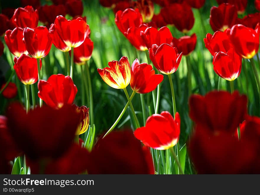 Tulip in Zhongshan Parkã€‚Taken at about 2:00 pm. The flower in the center of the picture are lighten by the sun, which made it look like a light bulb. Tulip in Zhongshan Parkã€‚Taken at about 2:00 pm. The flower in the center of the picture are lighten by the sun, which made it look like a light bulb.