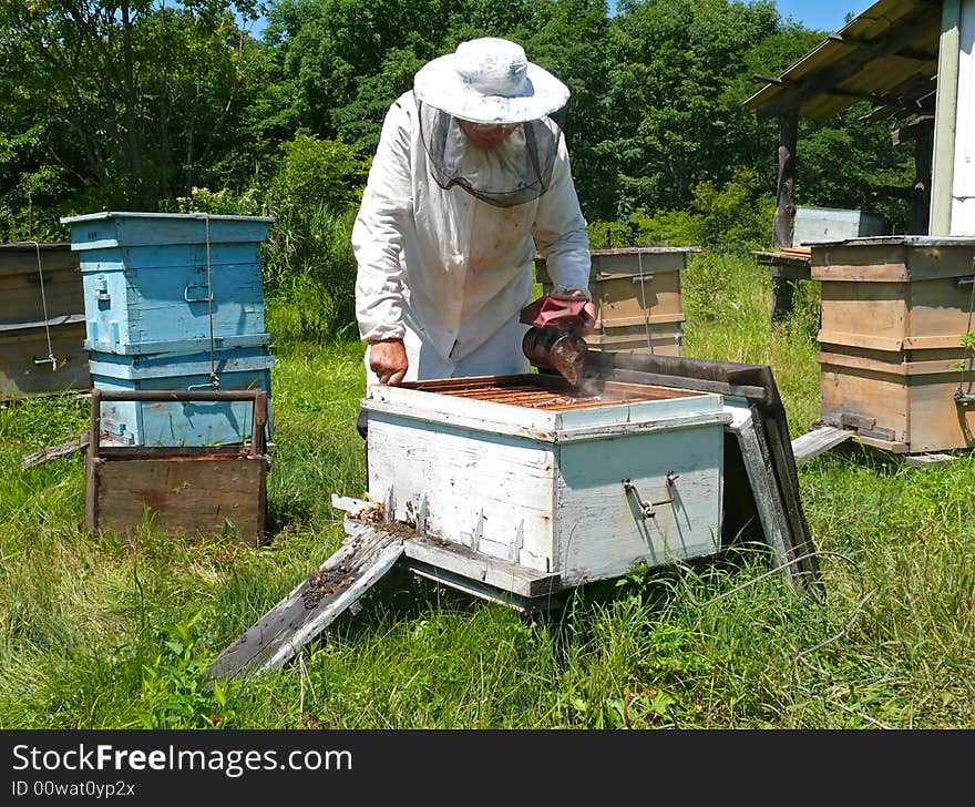 A beekeeper in veil at apiary among hives. Summer, sunny day. Russian Far East, Primorye. A beekeeper in veil at apiary among hives. Summer, sunny day. Russian Far East, Primorye.