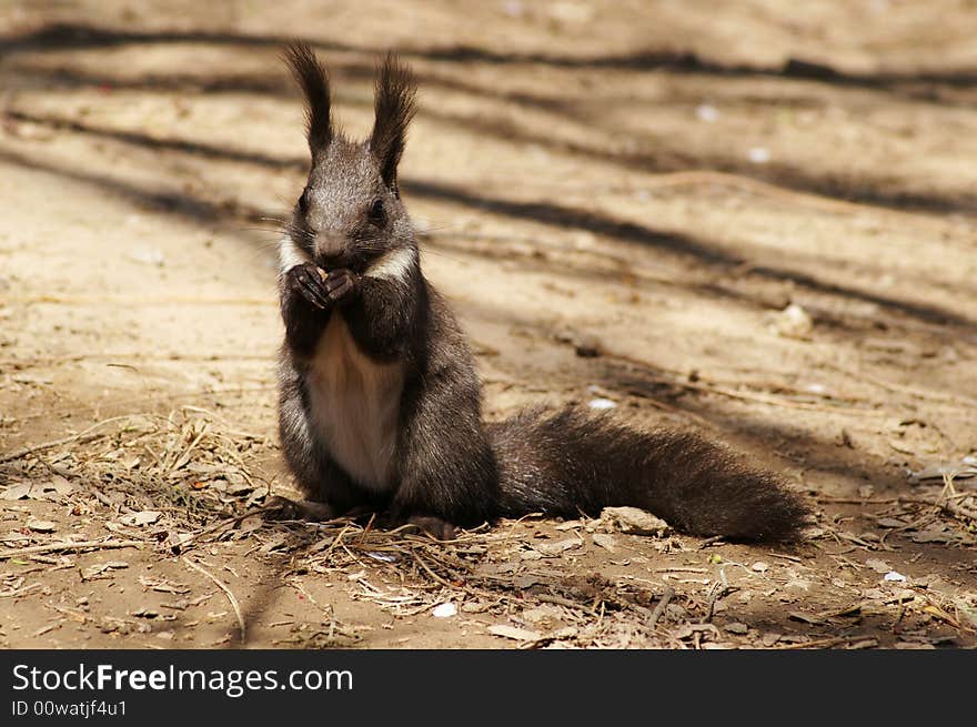 The squirrel is very alert, and will run away as soon as it hears the slightest sound