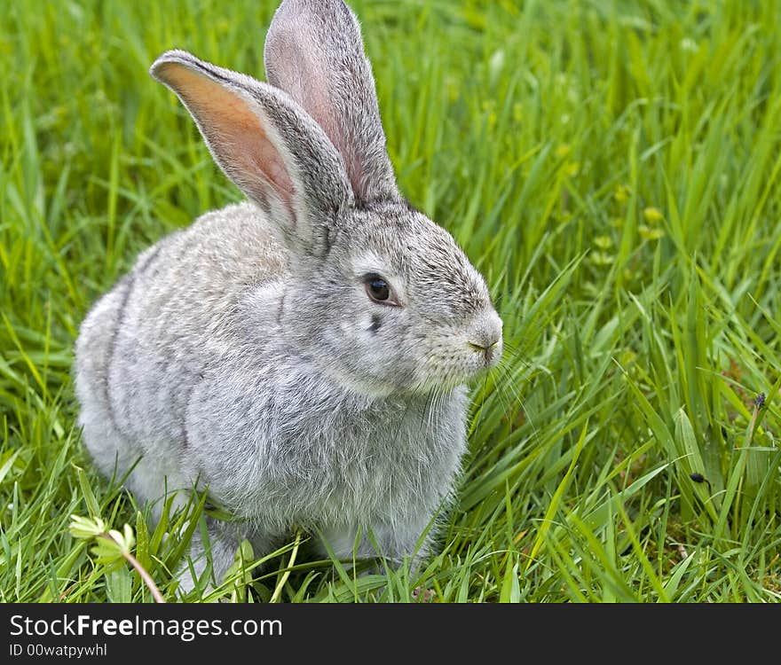 Grey brown rabbit eating clovers. Grey brown rabbit eating clovers