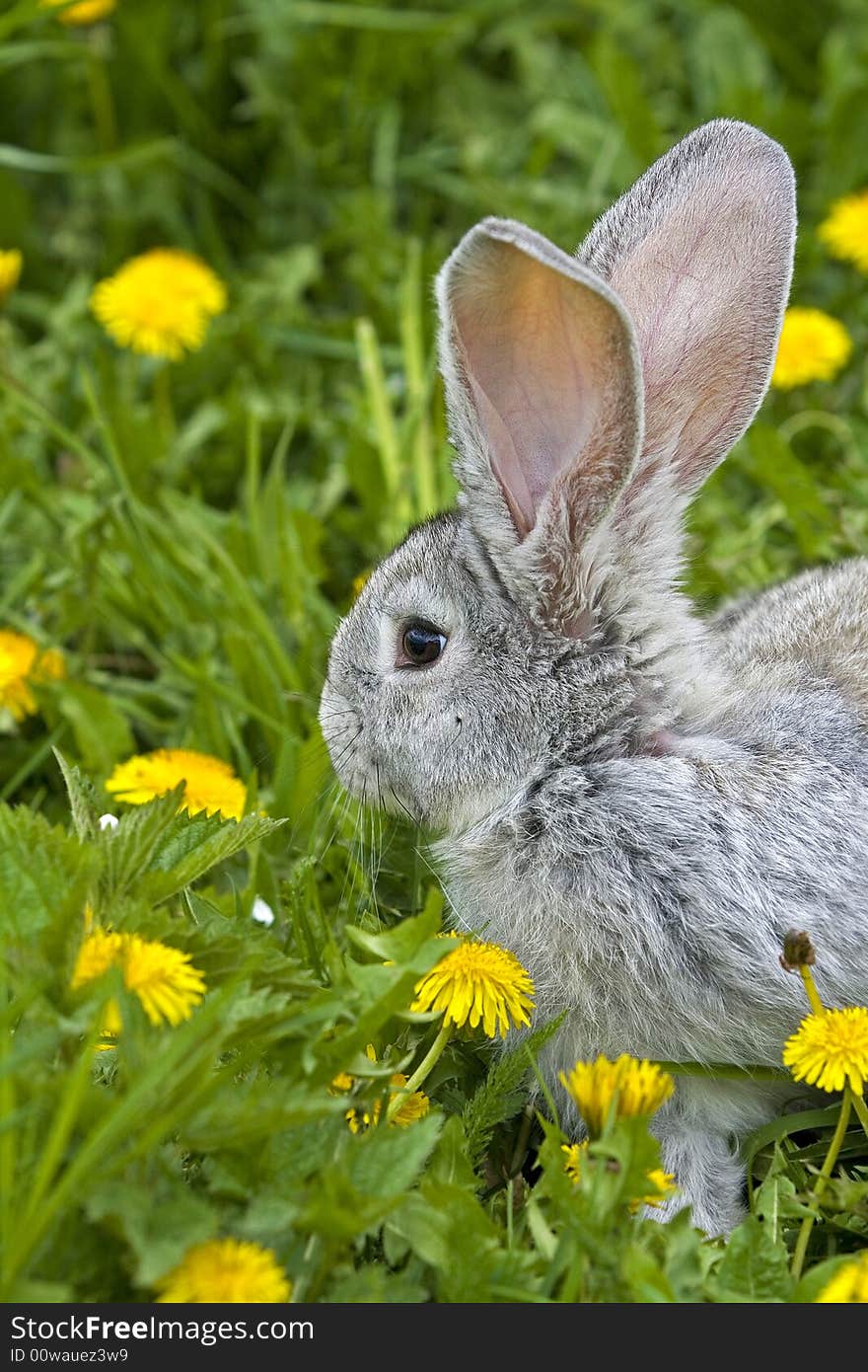 Grey brown rabbit eating clovers. Grey brown rabbit eating clovers