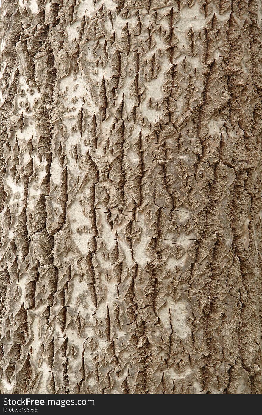 Textured background - mottled bark from a tree. Textured background - mottled bark from a tree.