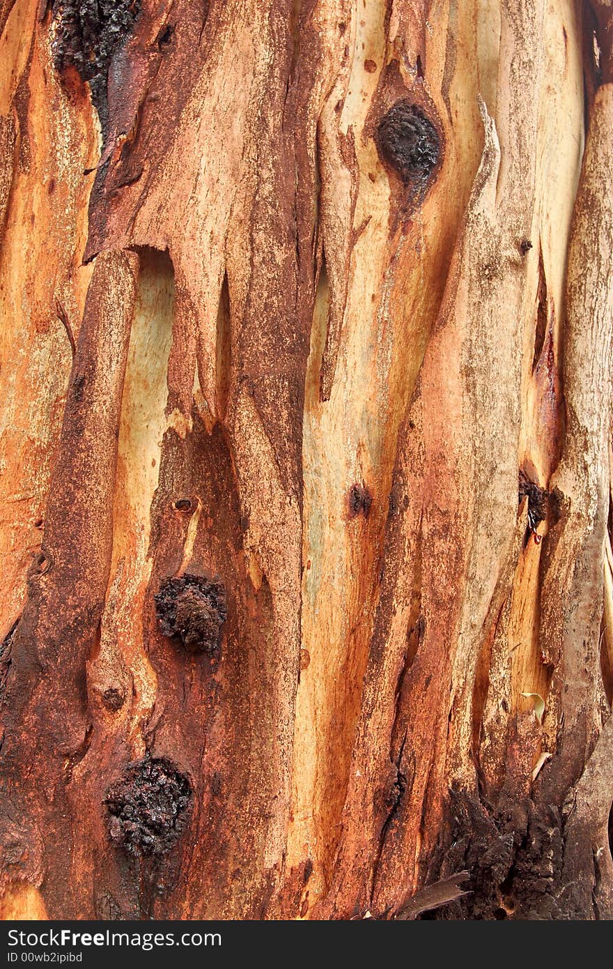 Background - eucalyptus tree with bark peeling. Background - eucalyptus tree with bark peeling