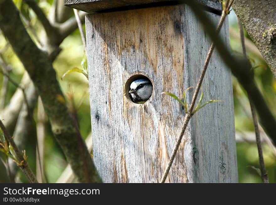 Blue tit (Parus Caeruleus) peeking through a hole in a birdhouse. Blue tit (Parus Caeruleus) peeking through a hole in a birdhouse