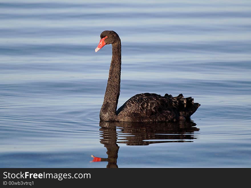 Black swan on a lake at Raymond Island, Victoria.  Shot was taken just after dawn. Black swan on a lake at Raymond Island, Victoria.  Shot was taken just after dawn