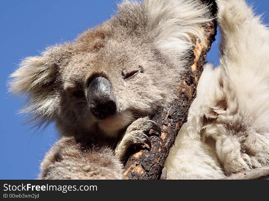 Disdainful koala looking down from a dead acacia