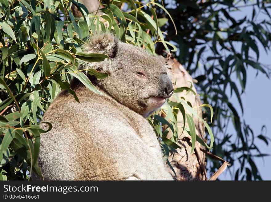 Koala looking down from a gum tree. Unusually it was wide awake in the middle of the day