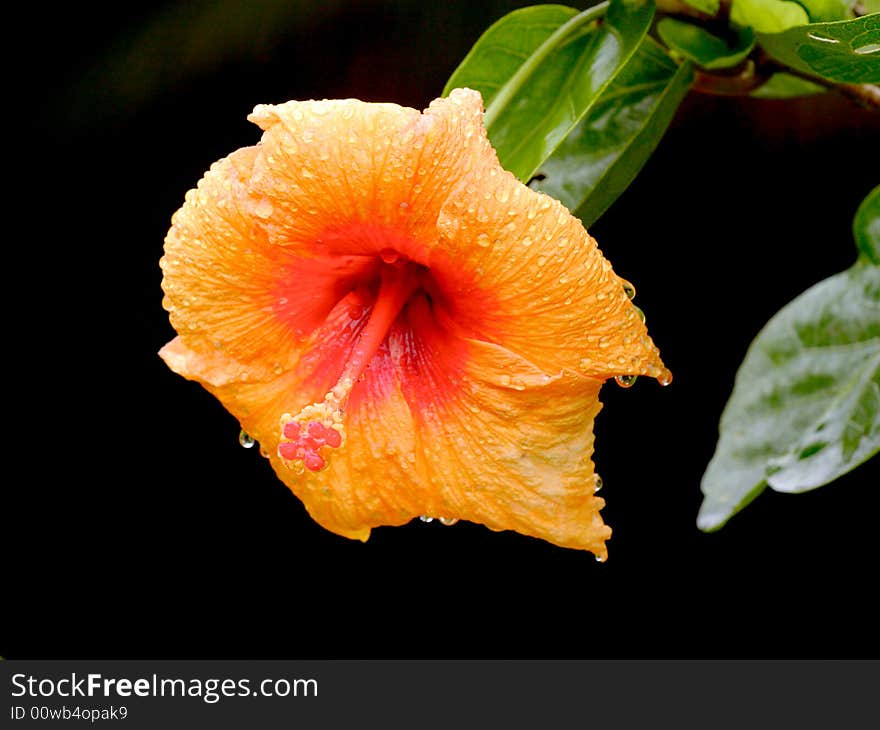 Orange hibiscus after the rain.  There are many different types of hibiscus on Niue