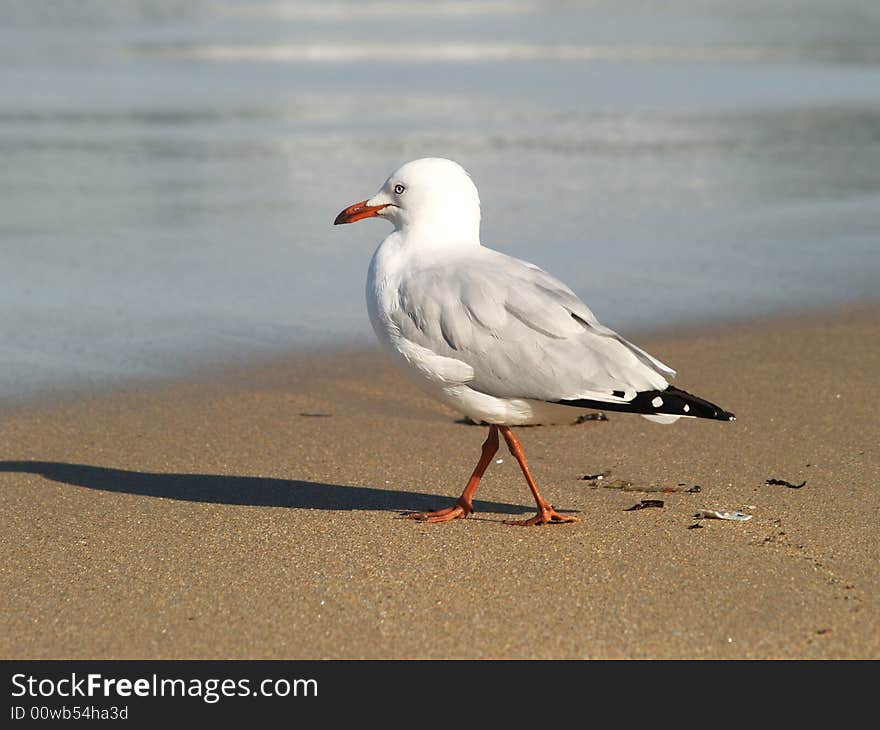 Seagull in Cronulla beach, Sydney, Australia