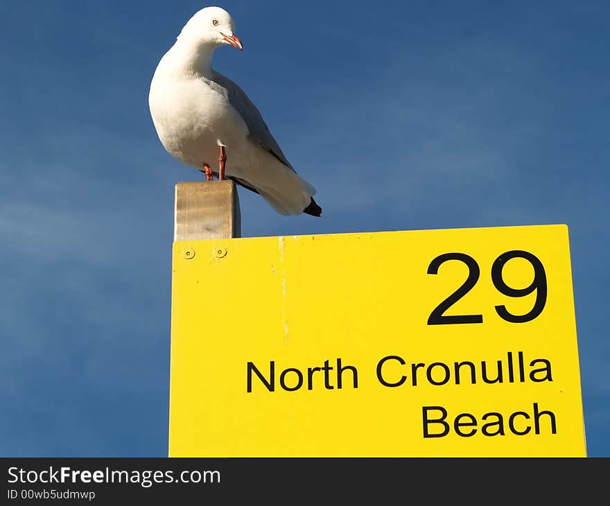 Seagull in Cronulla beach, Sydney, Australia