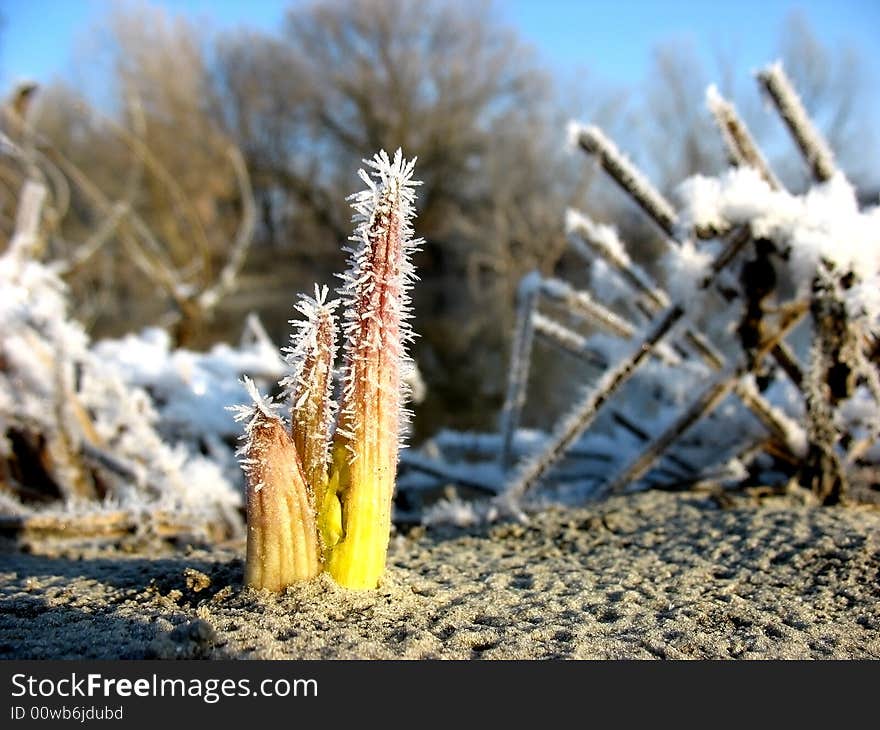 Early springtime bottoms out coltsfoot. Early springtime bottoms out coltsfoot